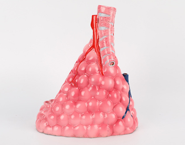 ����ģ�ͣ����z���|��